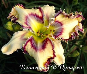 anne`s_true_gratitude-2383-b
